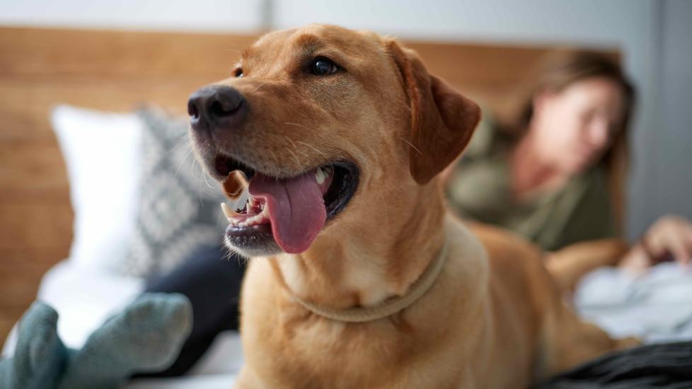 A Labrador retriever, a dog breed prone to arthritis, lies on a bed with his tongue out