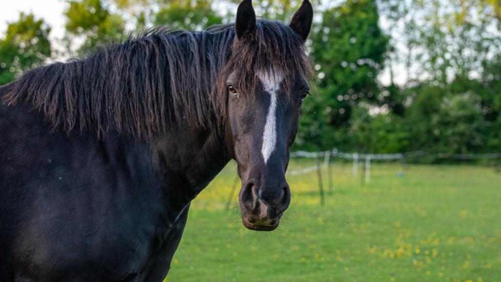Dark horse with blaze looks at camera