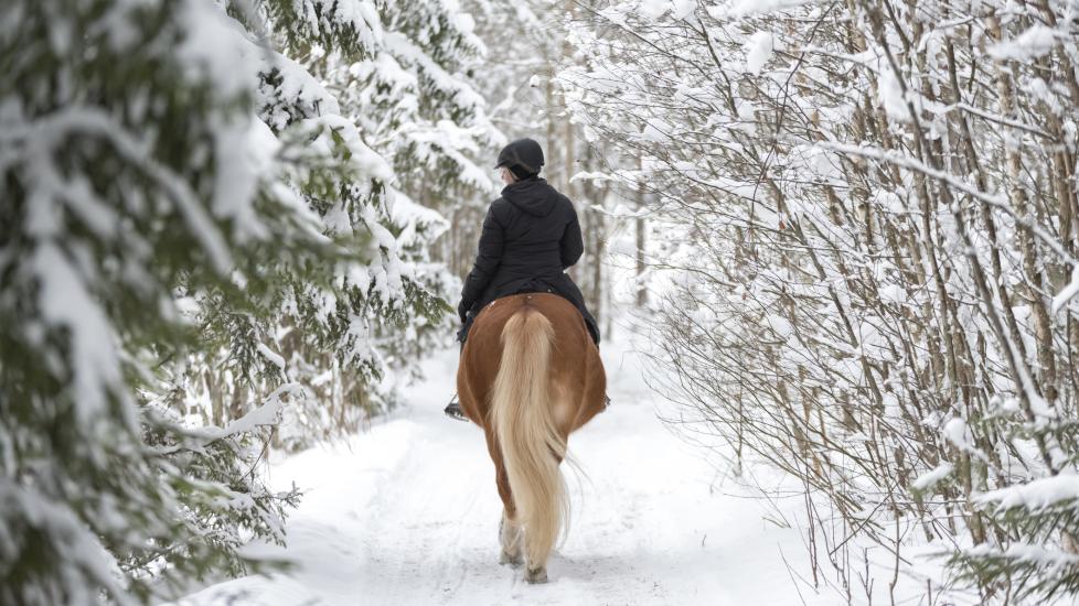Horse riding out in the snow