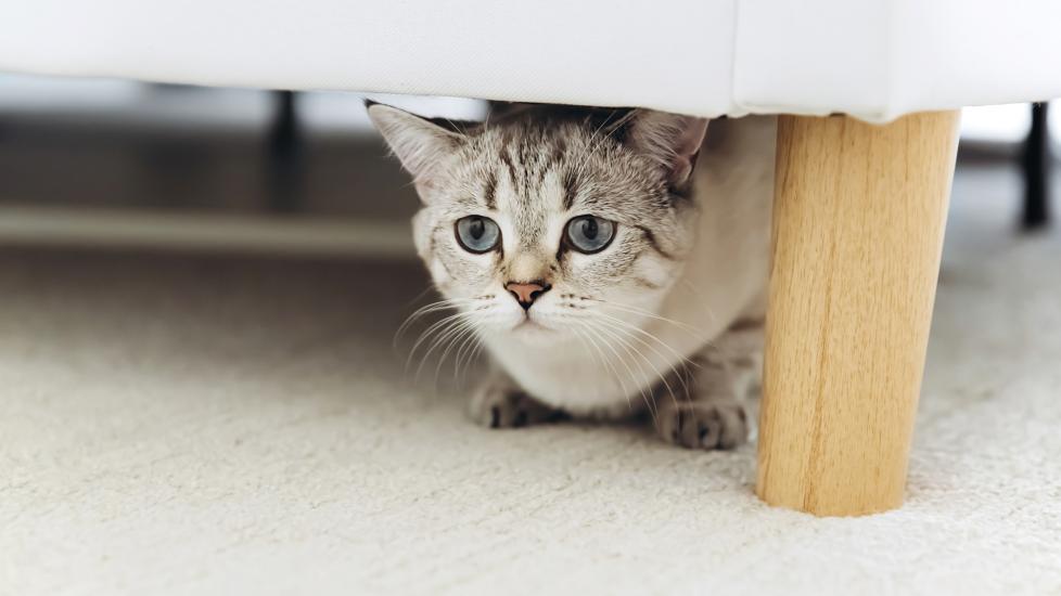 a silver cat hiding underneath a chair