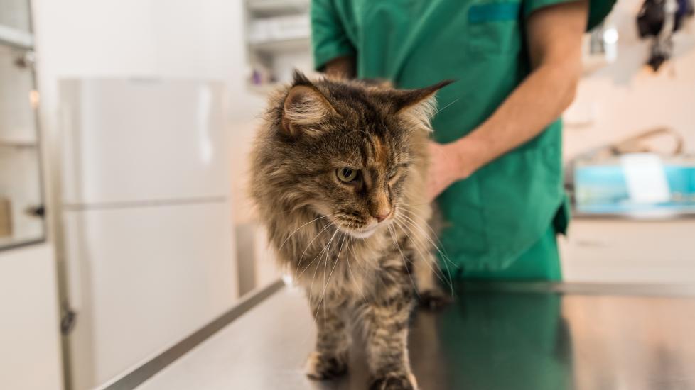 hyperthyroidism in cats; a cat is examined by their veterinarian.
