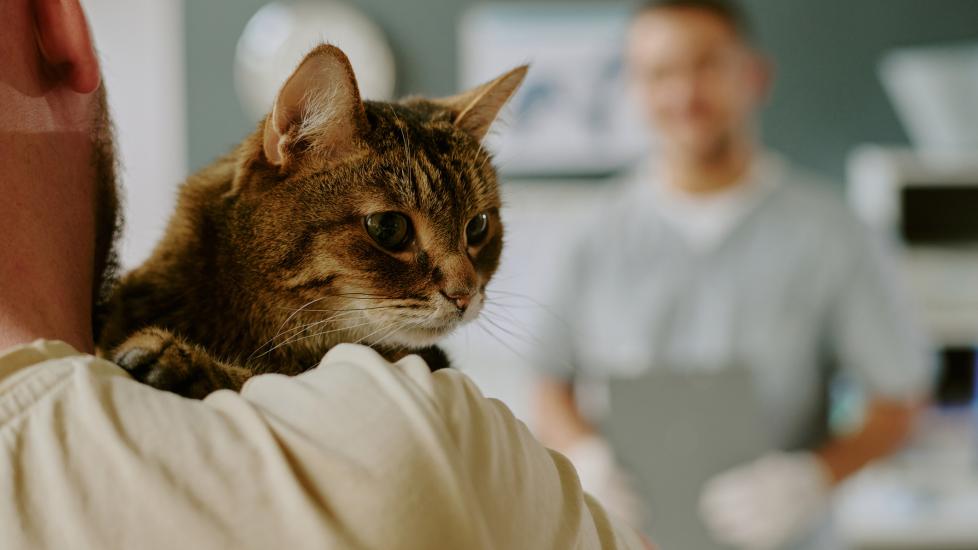 ibd in cats; a cat is brought to their veterinarian.