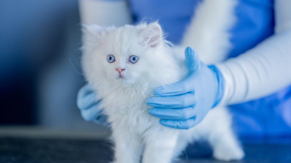 kitten insurance; a kitten is examined by their veterinarian.