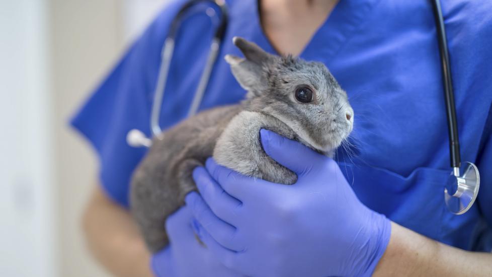 myxomatosis; a rabbit is held by their veterinarian.