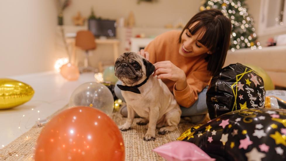 woman tying a bowtie onto a pug on new year's eve. learn new years resolutions for pet parents.
