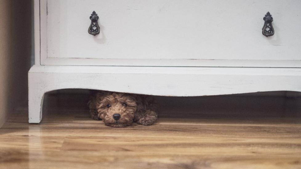 Small puppy hiding under a dresser. Learn about noise phobia in dogs and noises that scare dogs.
