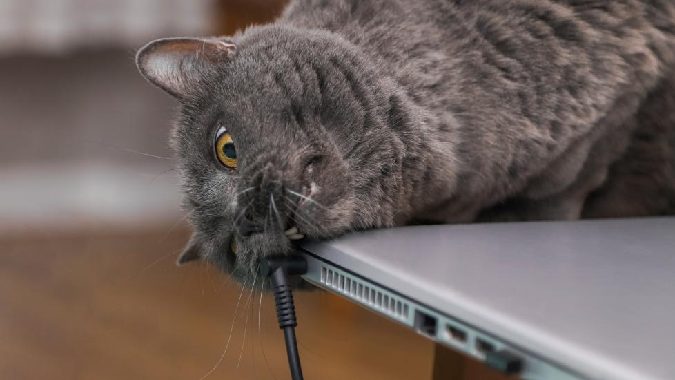 pica in cats; a cat chews on the corner of a laptop.