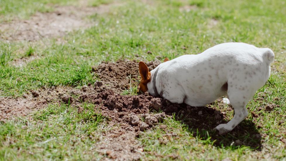 whipworms in dogs; a dog digs through dirt in a lawn.