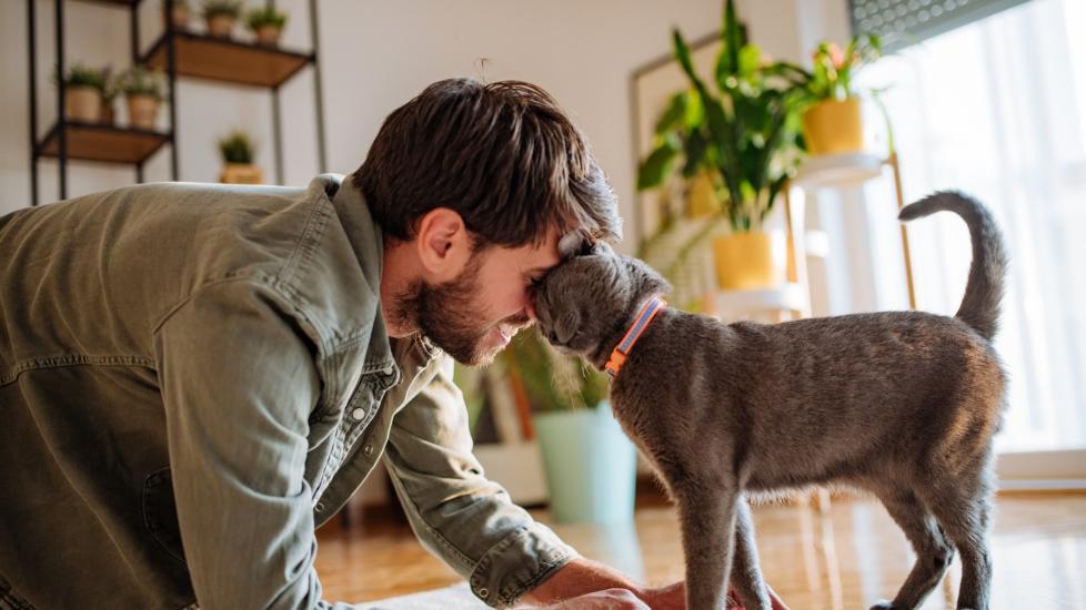 A gray cat headbutting a man crouching on the ground.