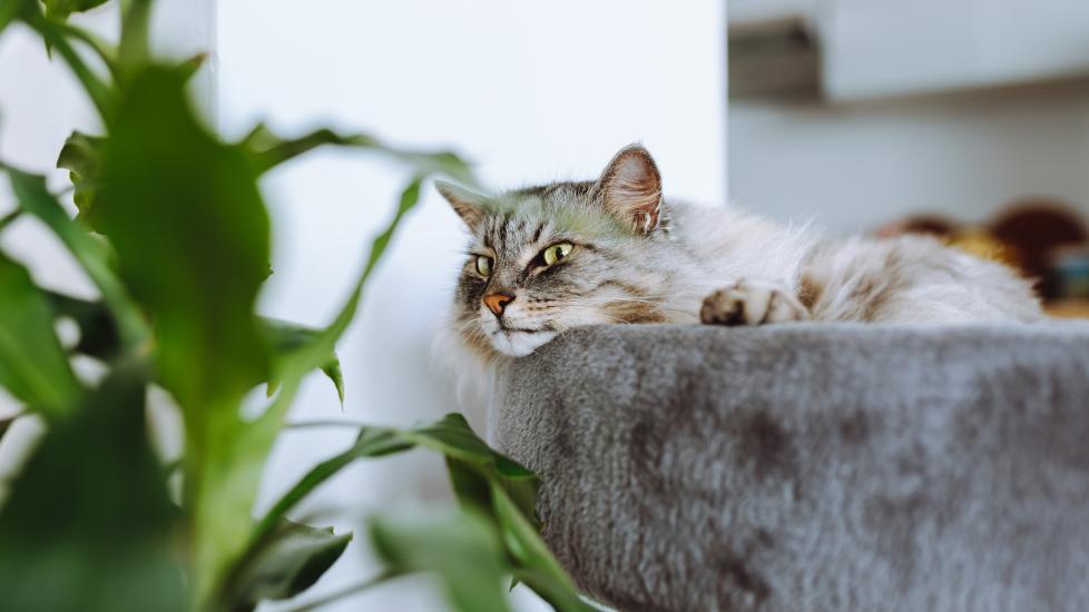 A fluffy cat lying in a cat tree and looking away. Learn why cats ignore you.
