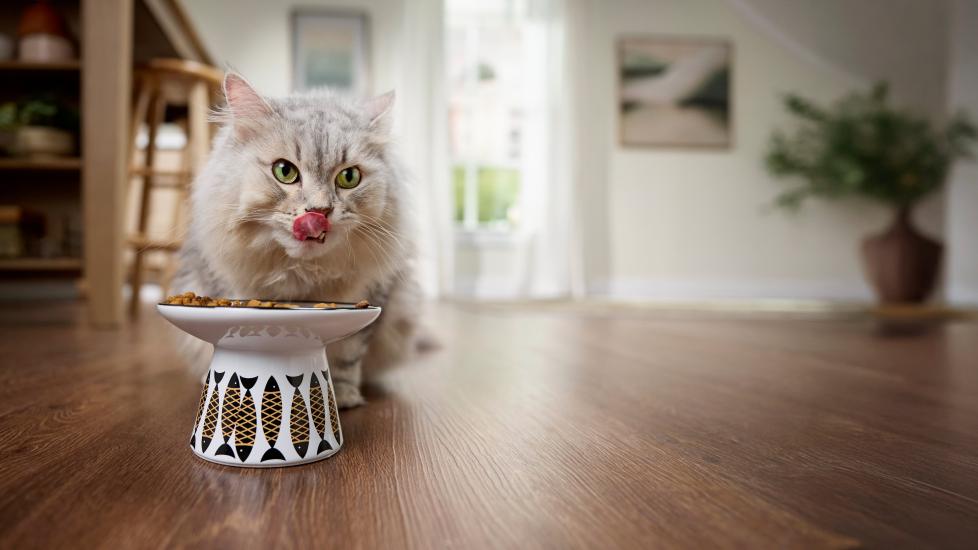 A gray and cream Siberian senior cat eats from a raised ceramic bowl decorated with black and gold fish.