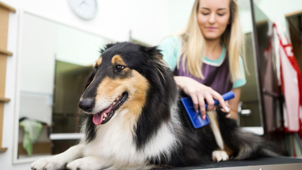 A Collie sits on a grooming table while being brushed.