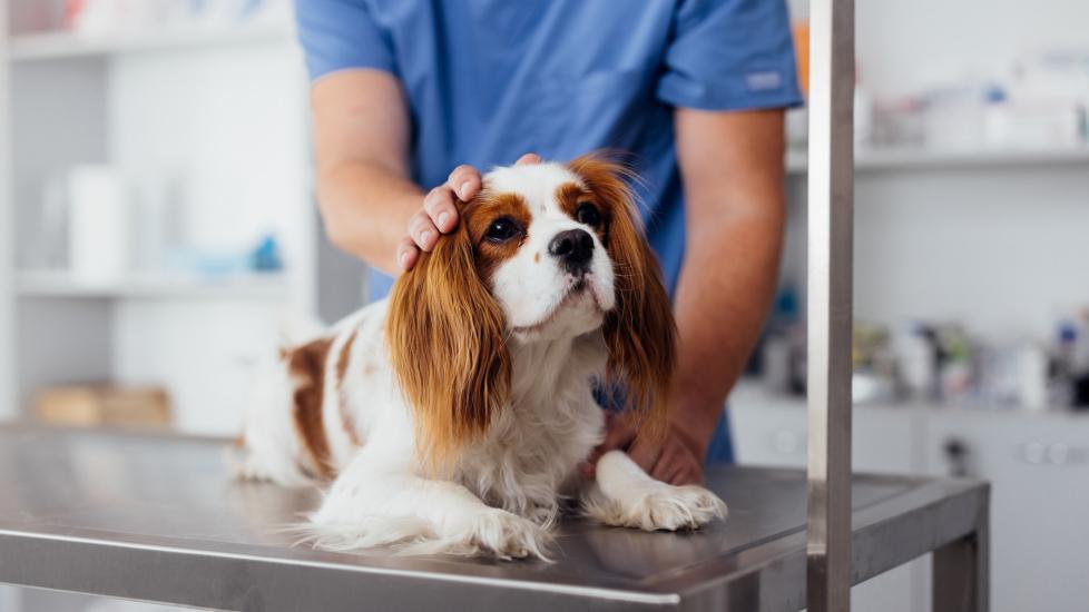 A cavalier king charles spaniel at the vet. Learn why ibuprofen is dangerous to dogs.