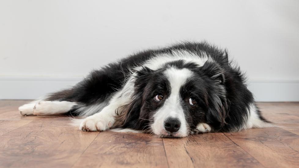 A border collie lying on the ground. Learn why Tylenol is not safe for dogs.