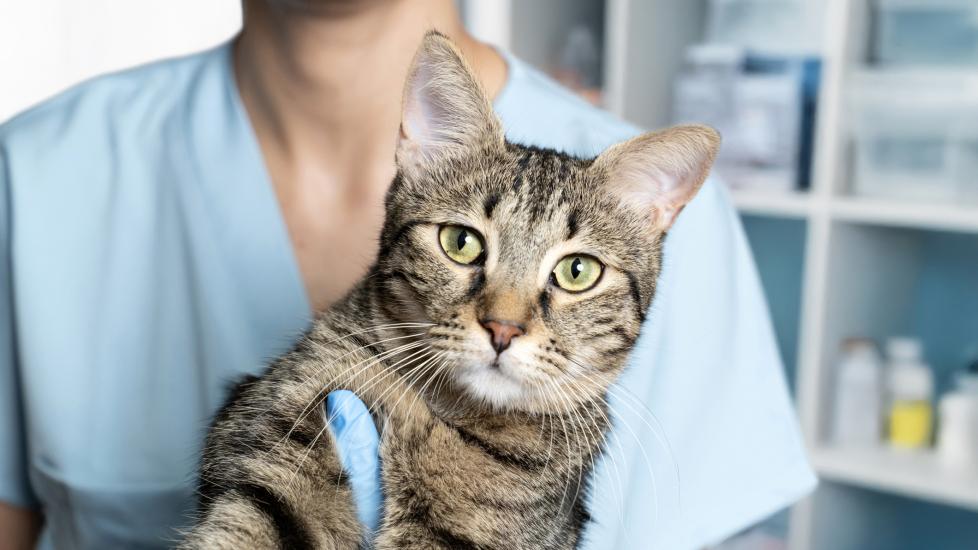cryptococcosis in cats; a cat is held by their veterinarian.