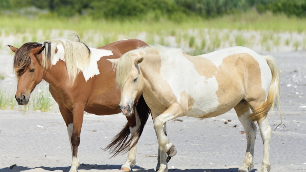 Two horses on the beach with one horse pawing the ground