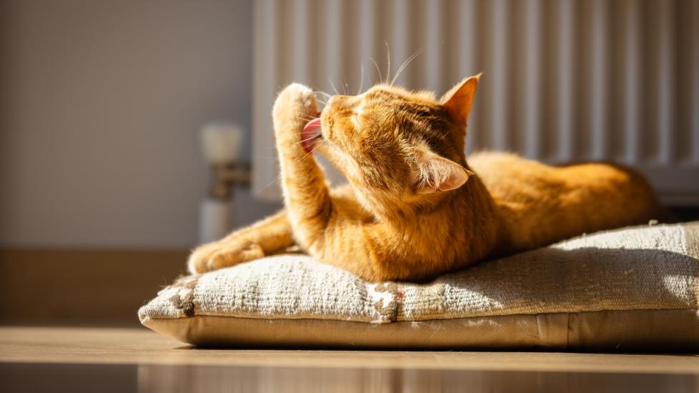 An orange cat lies in a sun spot on a pillow and licks his paw. Learn how to keep your senior cat healthy