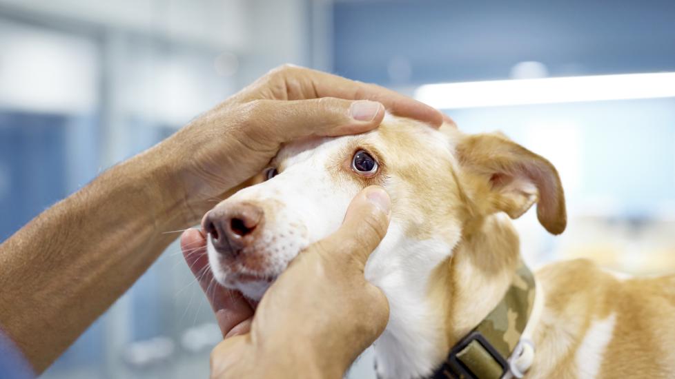 lenticular sclerosis; a dog’s eyes are examined by a veterinarian.