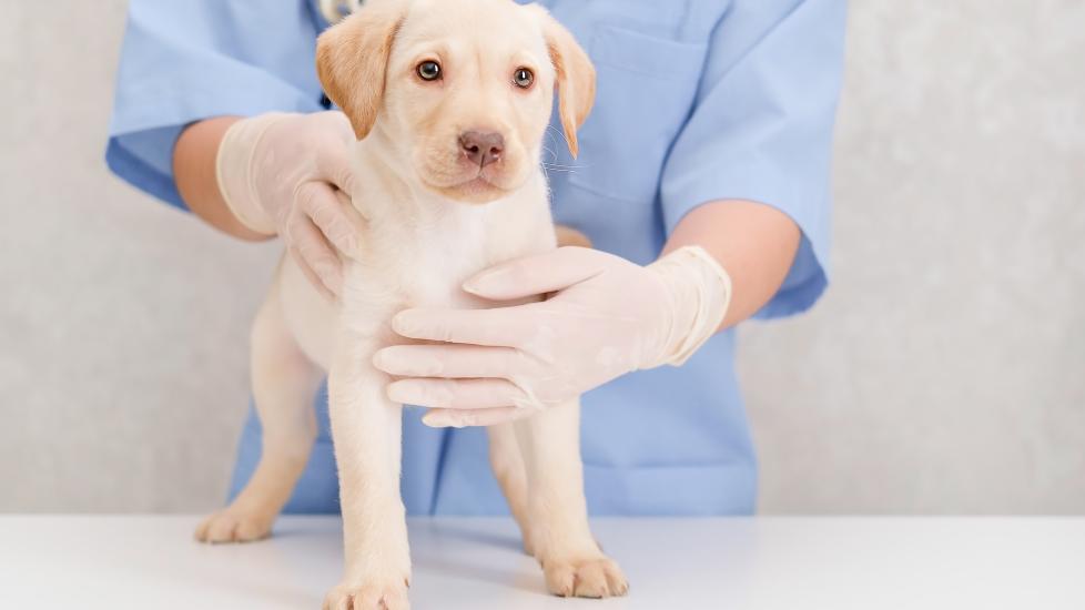 roundworms in dogs; a puppy is examined by their veterinarian.