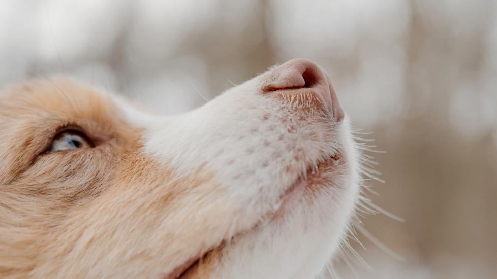 snow nose in dogs; a dog with a pink nose looks up.