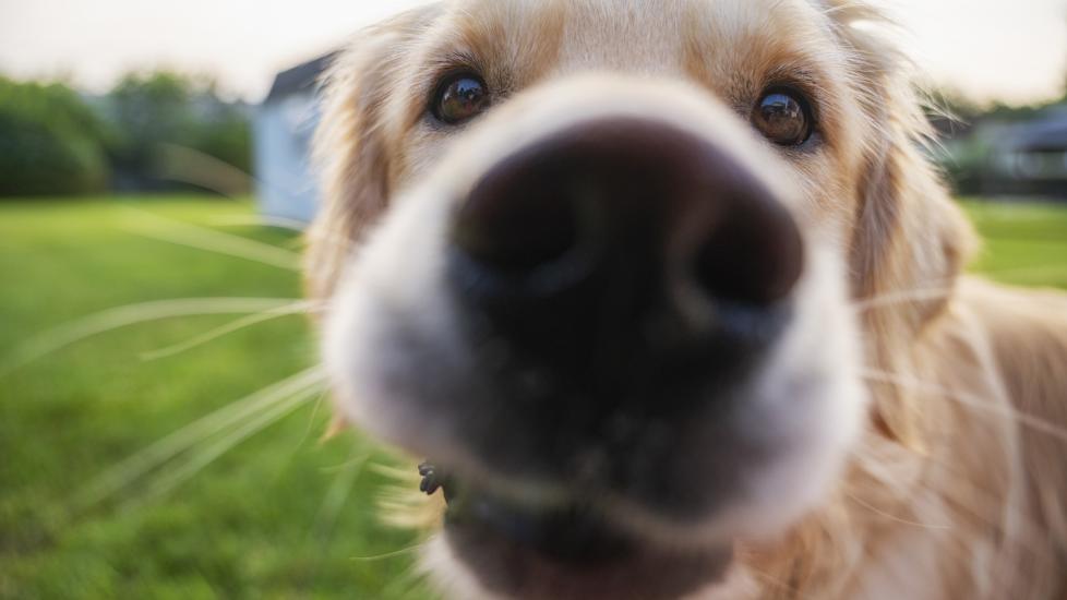 A close-up of a dog’s sniffing nose. Learn why dogs sniff your crotch.
