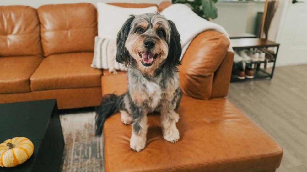 A mixed-breed dog sitting on a couch and smiling at the camera