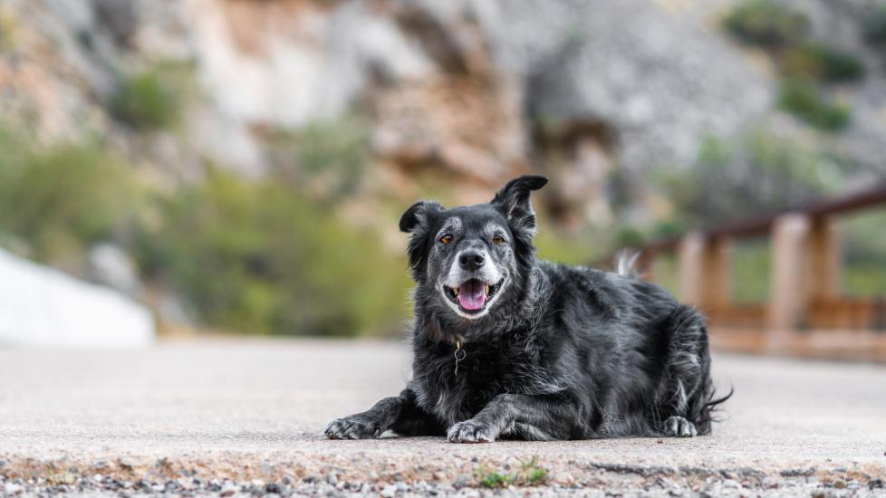 happy black senior dog laying outside.