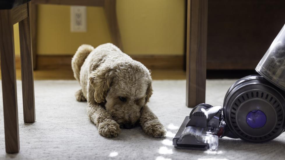 dog lying on floor near vacuum