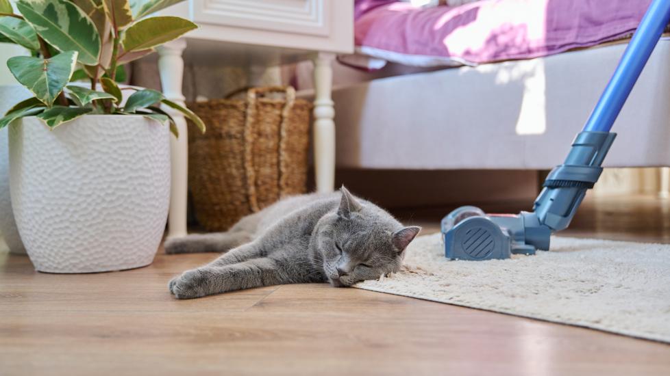 a sleepy cat lying on a carpet near a vacuum.