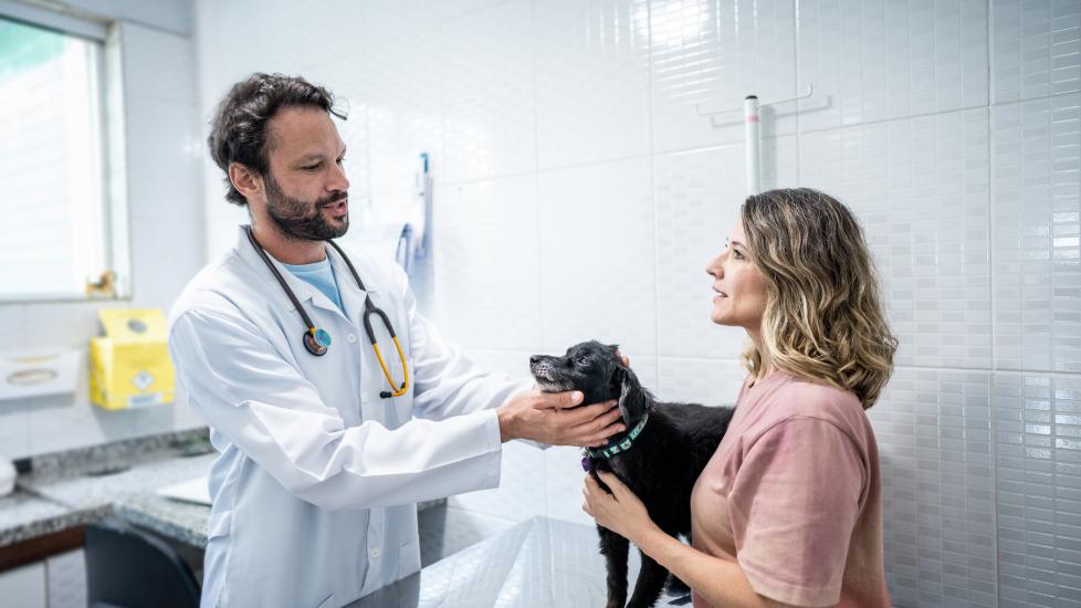  a vet discusses possible a early cancer detection screening with a pet parent during an exam.