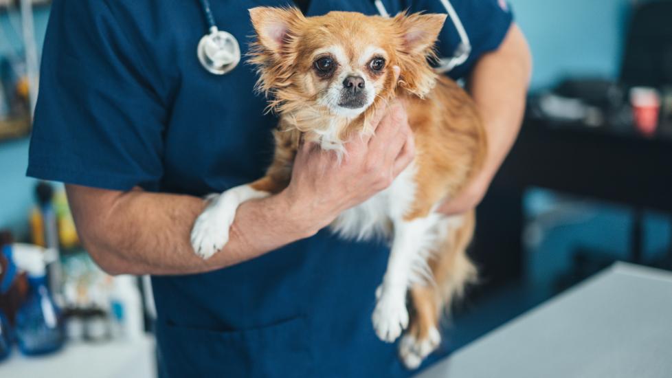 megaesophagus in dogs; a dog is examined by a veterinarian.