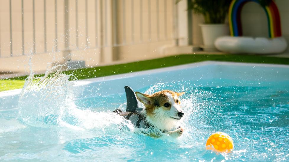 ards in dogs; a dog swims in a swimming pool.