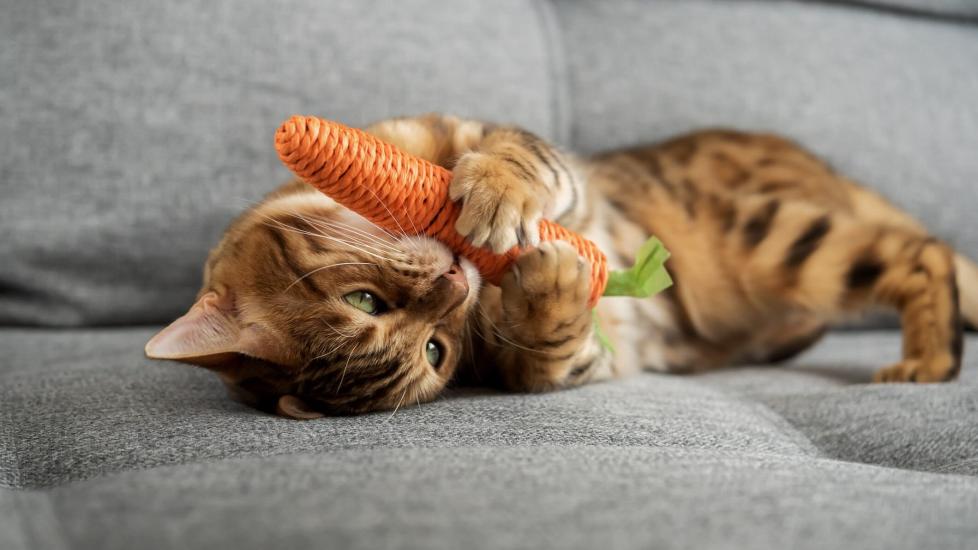 A Bengal cat lying on a couch and biting a carrot-shaped catnip toy. Learn if cats can be vegan or vegetarians here.