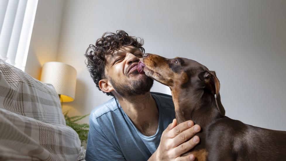 A Dachshund licking a man on the face. Learn whether you can be allergic to dog saliva.