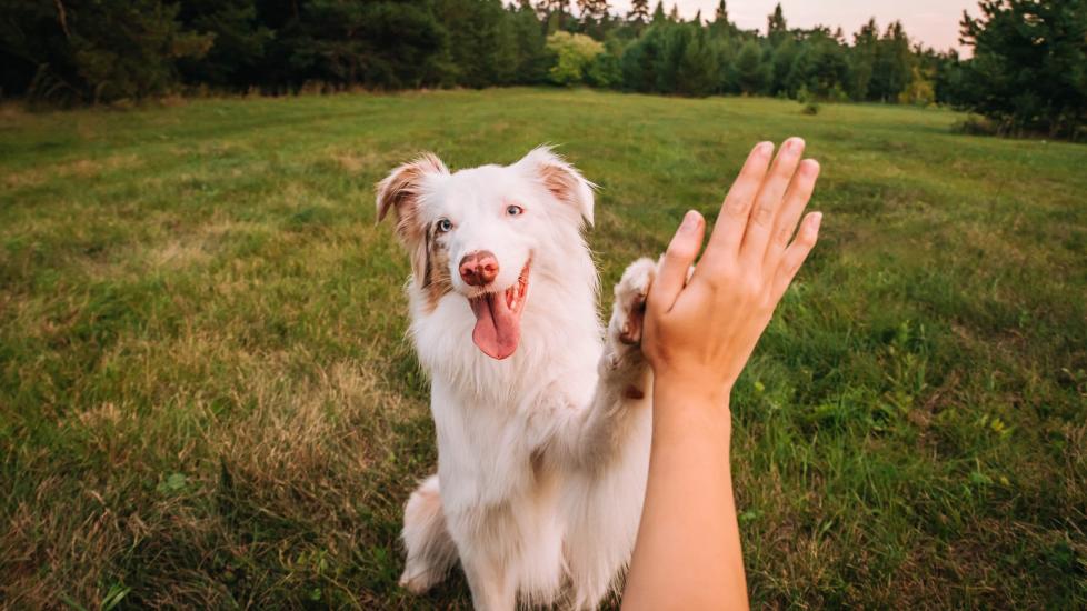An Australian Shepherd give a woman a high-five in a park. Learn about training older dogs.