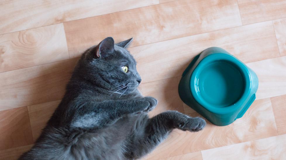 cat not drinking water; a cat beside a water bowl.