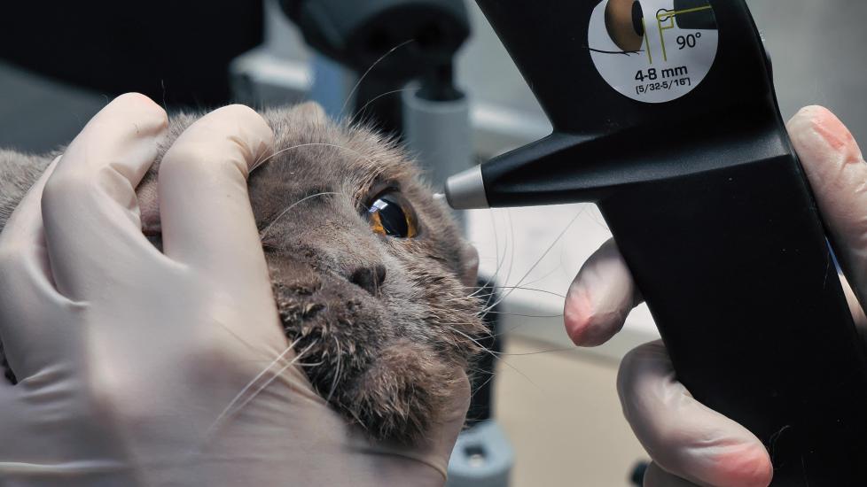 cataracts in cats; a cat’s eyes are examined for cataracts by a veterinary ophthalmologist. 