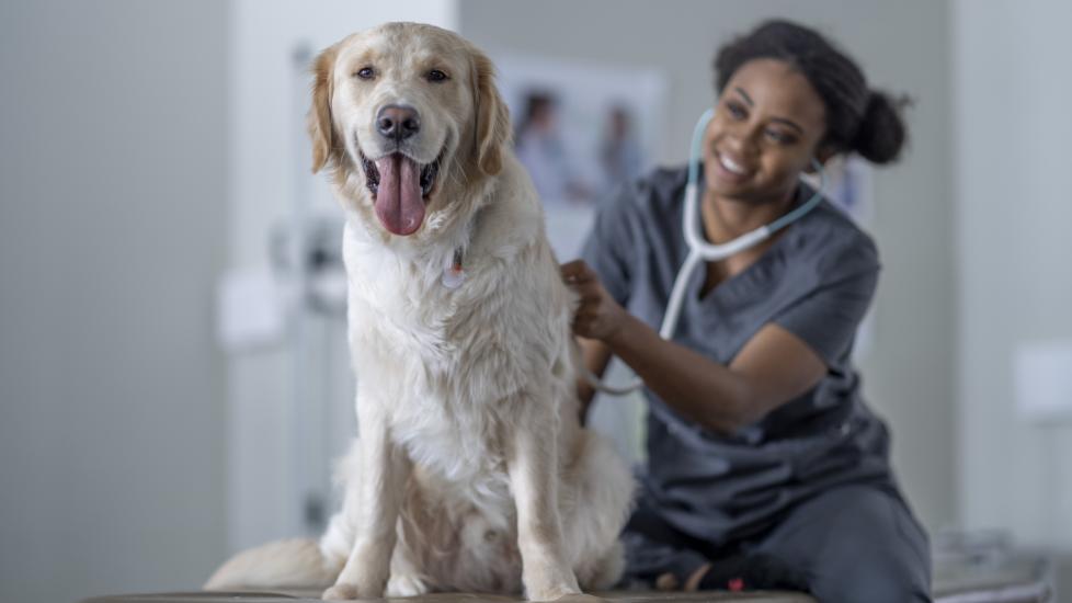 sedatives for dogs; a dog is examined at a veterinary office.