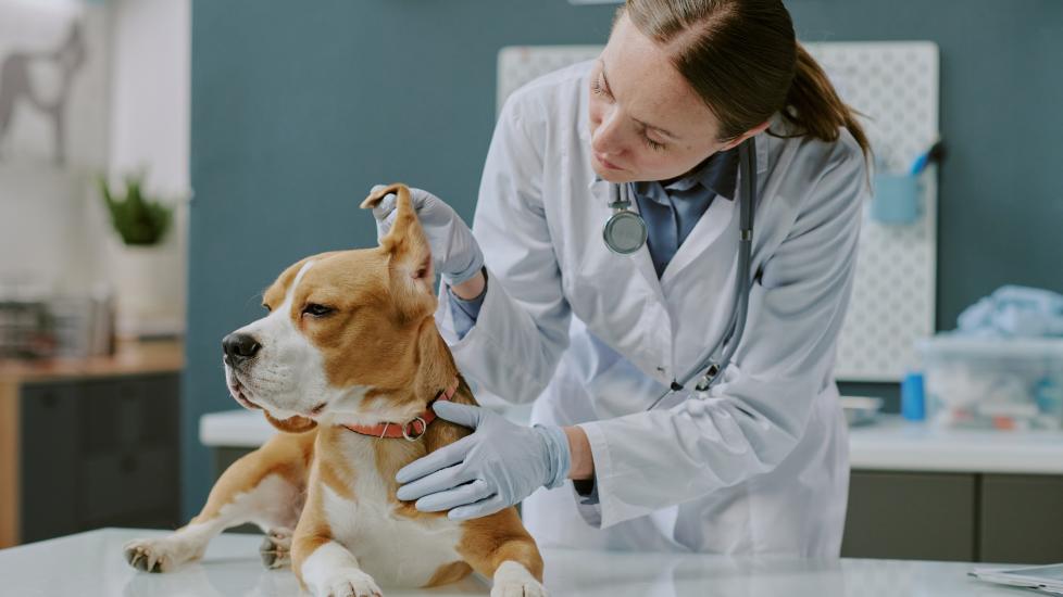 dog tumors; a veterinarian examines a dog’s ear at a clinic.