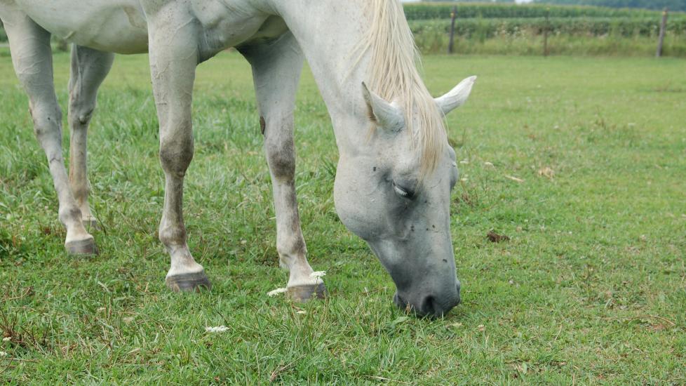 grey horse grazing on grass with flies on face