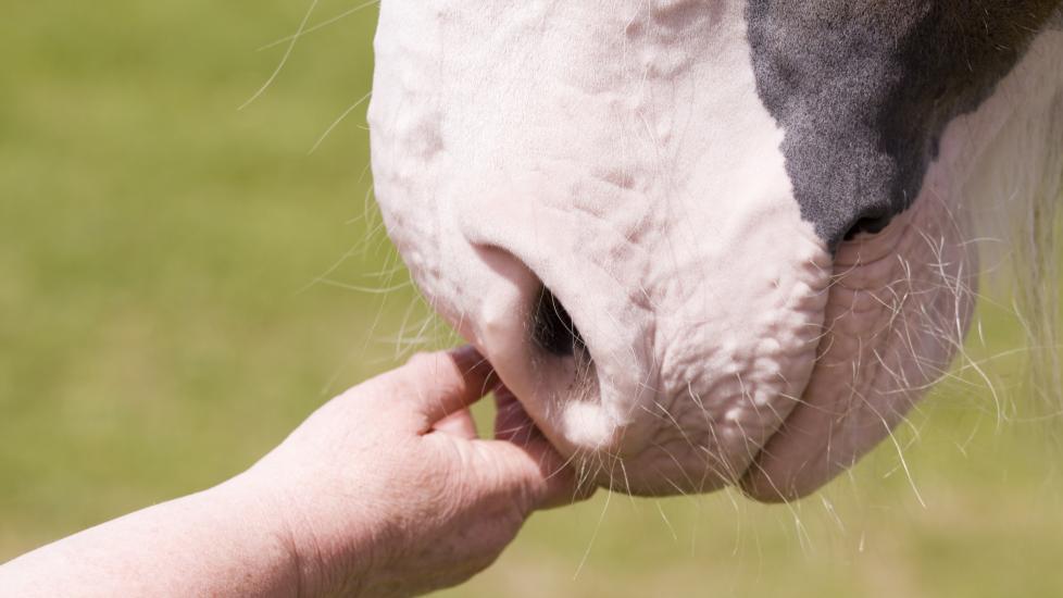 hand petting pink horse nose