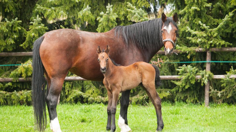 mare and foal in a field