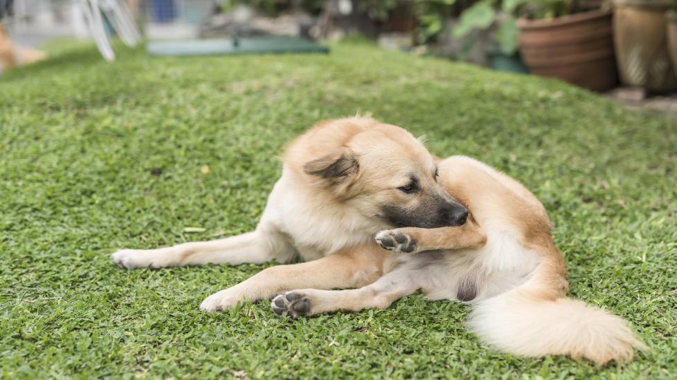 rashes on dogs; a dog scratches his skin.