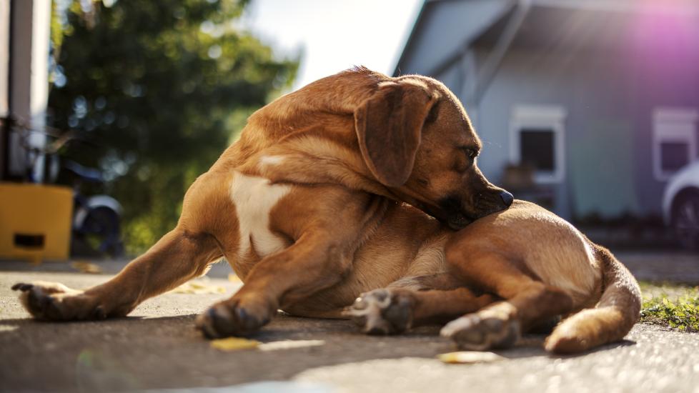Canine Compulsive Disorder; a dog bites at their coat.
