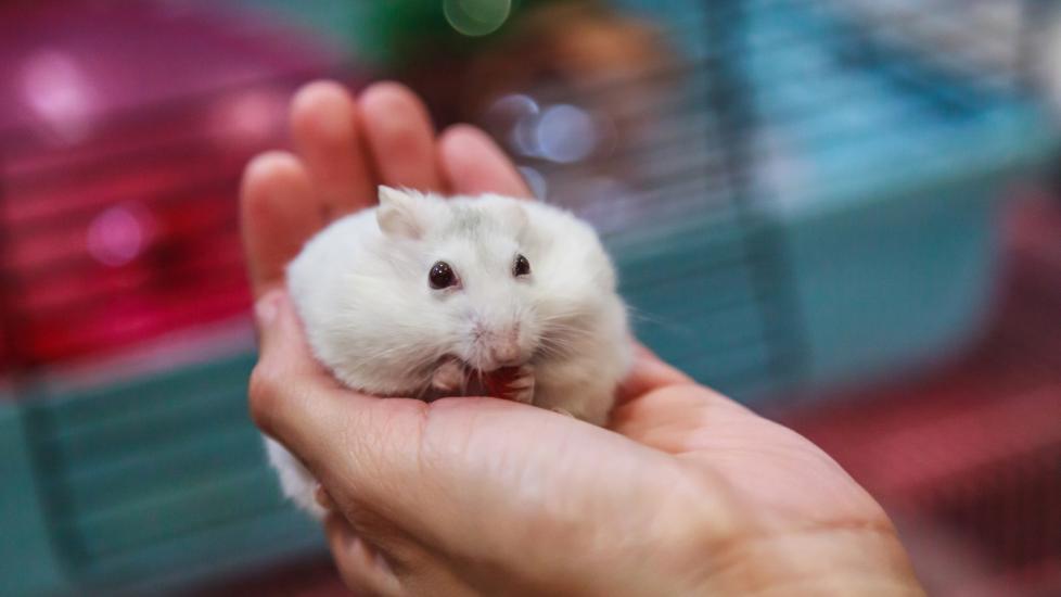 hamster being held
