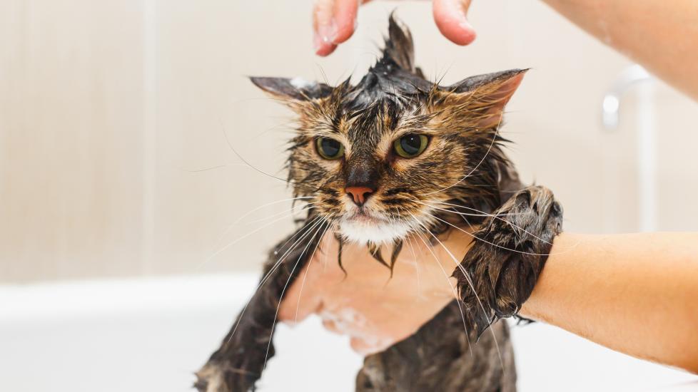cat in bath tub getting rinsed off with shampoo and water