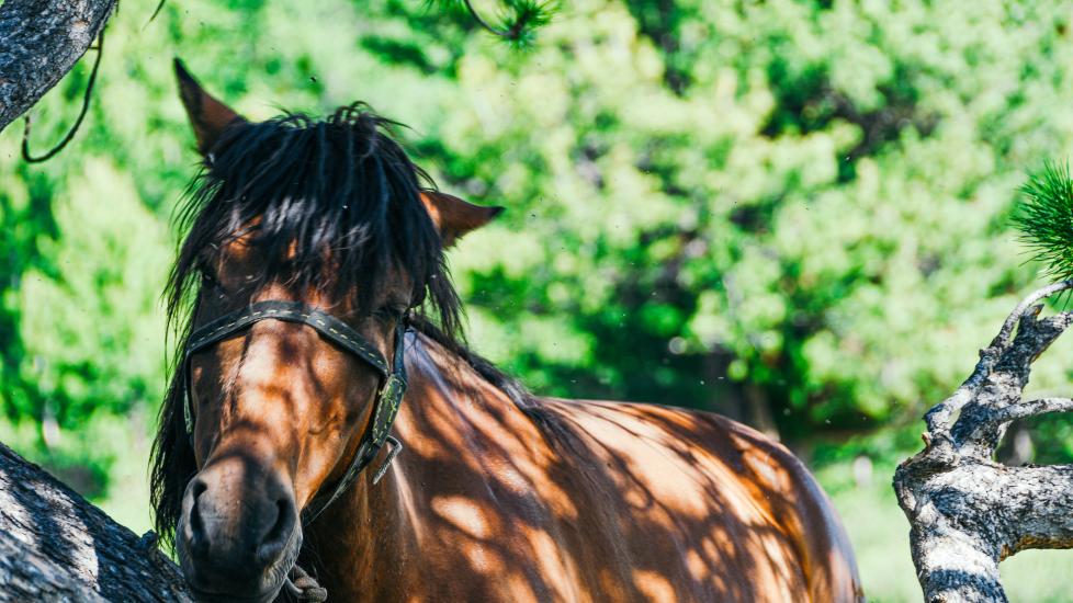 horse grazing under a tree.