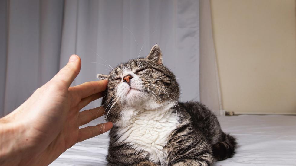 old gray cat lying on bed while being massaged by human hand.