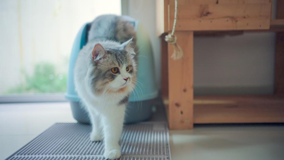 cat coming out of litter box