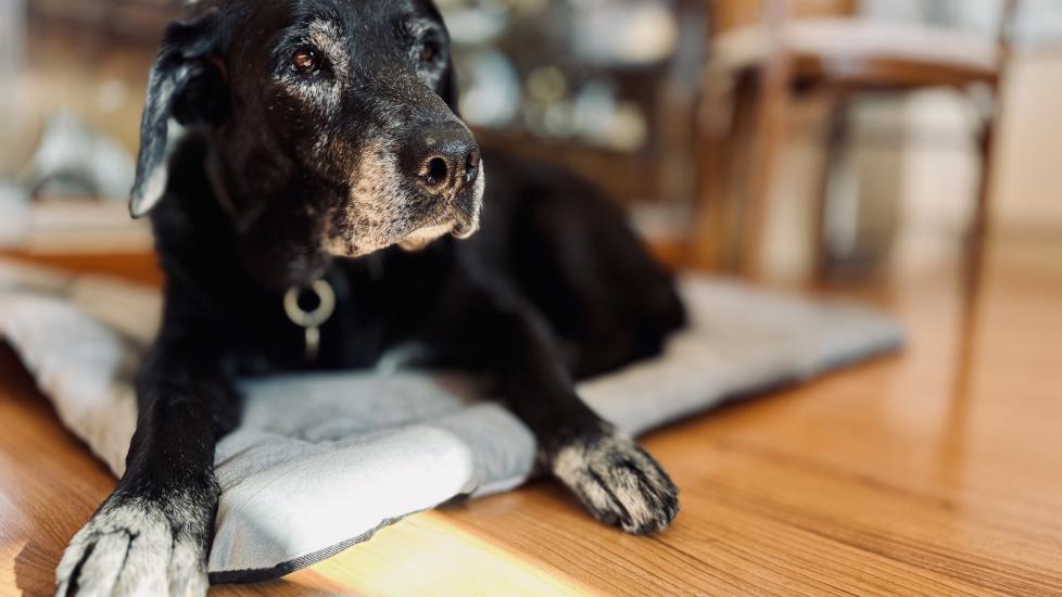 an old black senior dog lying on a wood floor.